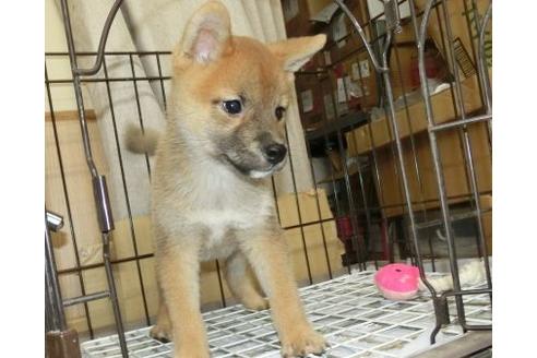 成約済の長崎県の柴犬-108375の2枚目