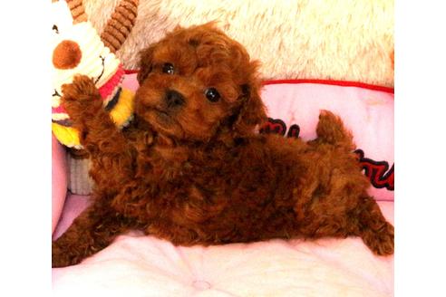 成約済の茨城県のタイニープードル-111264の5枚目