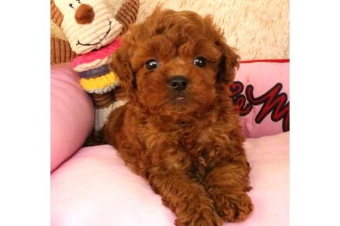 成約済の茨城県のタイニープードル-111264の3枚目