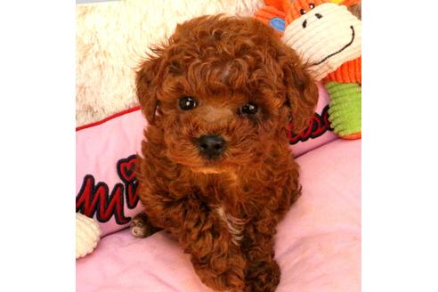 成約済の茨城県のタイニープードル-111265の1枚目