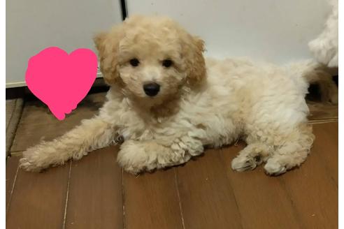 成約済の滋賀県のミックス犬-111267の1枚目