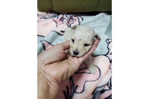 成約済の愛知県のトイプードル-110527の1枚目