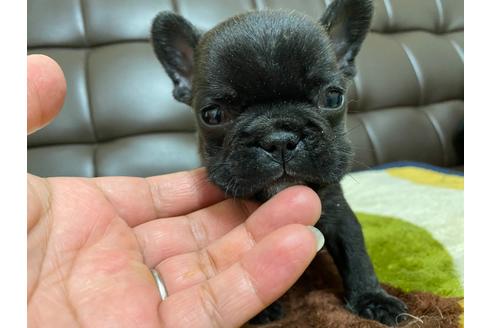 成約済の滋賀県のフレンチブルドッグ-108612の1枚目