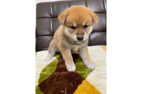 成約済の滋賀県の柴犬-108599の1枚目