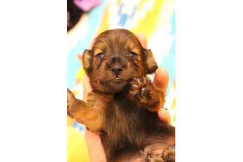 成約済の愛知県のカニンヘンダックスフンド(ロングヘアード)-109697の29枚目