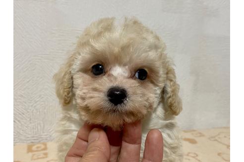 成約済の埼玉県のトイプードル-107021の1枚目