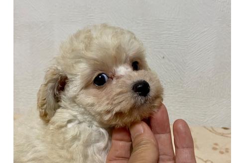 成約済の埼玉県のトイプードル-107021の2枚目