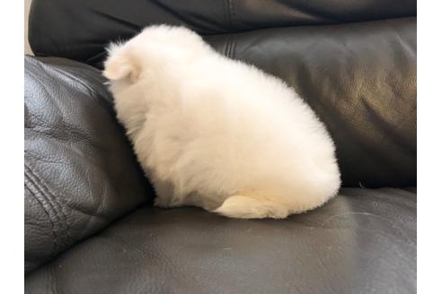 成約済の福岡県のマルチーズ-111279の2枚目