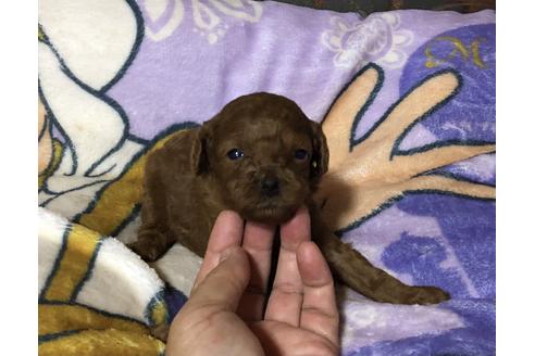 成約済の青森県のミニチュアプードル-111290の1枚目