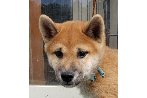 成約済の埼玉県の柴犬-107364の3枚目