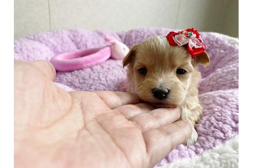 成約済の秋田県のマルプー:マルチーズ×トイプードル-110169の6枚目