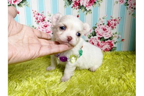 成約済の秋田県のミックス犬-110174の10枚目