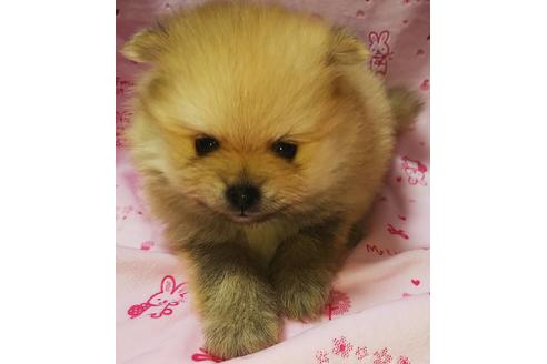 成約済の愛知県のポメラニアン-110010の8枚目