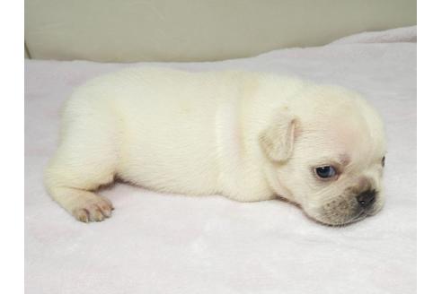 成約済の福岡県のフレンチブルドッグ-111367の1枚目