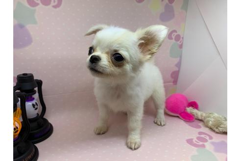 成約済の埼玉県のチワワ(ロングコート)-109387の23枚目