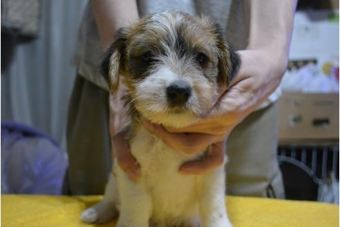成約済の栃木県のジャックラッセルテリア-111369の1枚目