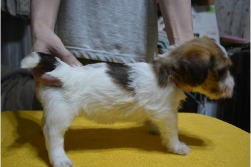 成約済の栃木県のジャックラッセルテリア-111369の2枚目