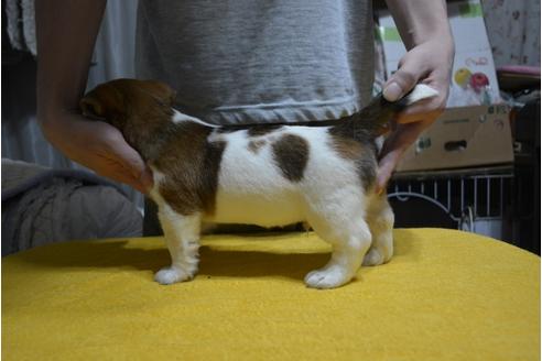 成約済の栃木県のジャックラッセルテリア-111370の3枚目