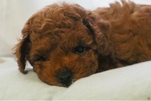 成約済の東京都のトイプードル-111374の4枚目
