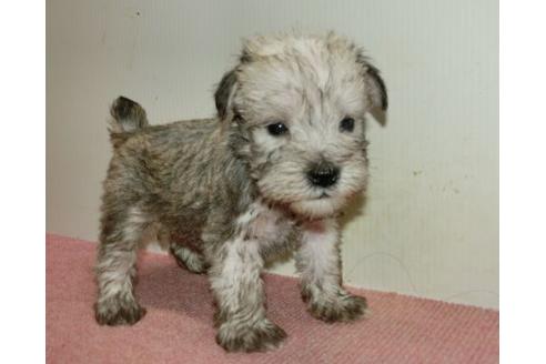 長崎県のミニチュアシュナウザー 男の子 09 16生まれ ホワイト系のシュナウザーです 子犬id ブリーダーナビ