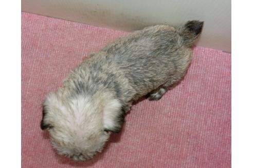 成約済の長崎県のミニチュアシュナウザー-111402の2枚目