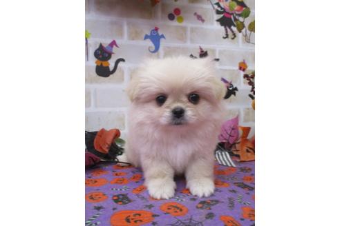 鳥取県のミックス犬 女の子 09 10生まれ ママはペキニーズ パパはポメラニアンの兄妹 子犬id 1070 ブリーダーナビ