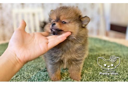 成約済の愛知県のポメラニアン-111428の6枚目