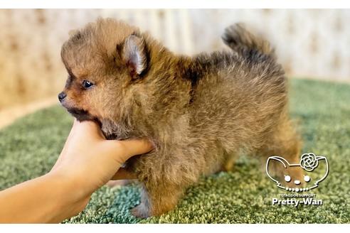 成約済の愛知県のポメラニアン-111428の4枚目