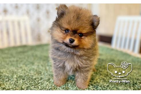 成約済の愛知県のポメラニアン-111428の5枚目