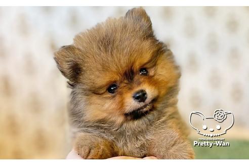 成約済の愛知県のポメラニアン-111428の3枚目