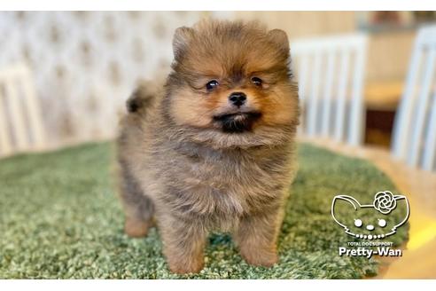 成約済の愛知県のポメラニアン-111428の2枚目