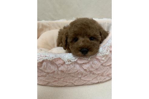 東京都のティーカッププードル 女の子 09 15生まれ おっとりタイプの美人さんです 子犬id ブリーダーナビ 東京都のティーカッププードル 女の子 09 15生まれ おっとりタイプの美人さんです 子犬id ブリーダーナビ
