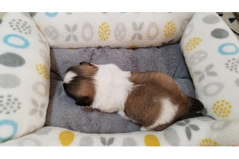 成約済の岡山県のペキニーズ-110035の3枚目