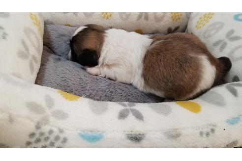成約済の岡山県のペキニーズ-110035の2枚目