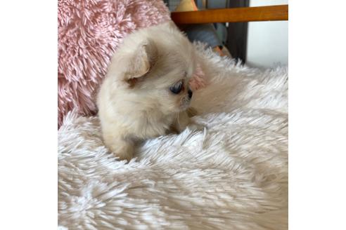 成約済の岡山県のミックス犬-111490の3枚目