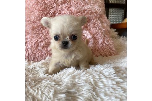 成約済の岡山県のミックス犬-111490の2枚目