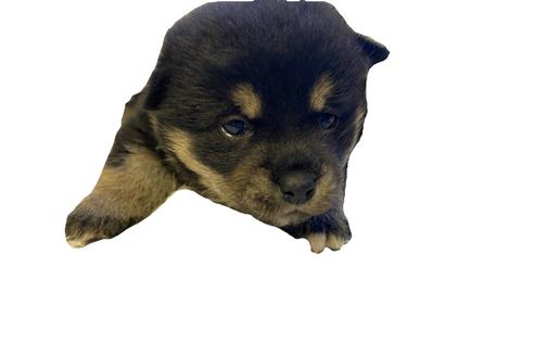 成約済の山梨県の柴犬-109370の3枚目