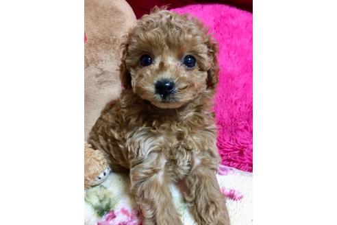 成約済の岡山県のティーカッププードル-110713の2枚目