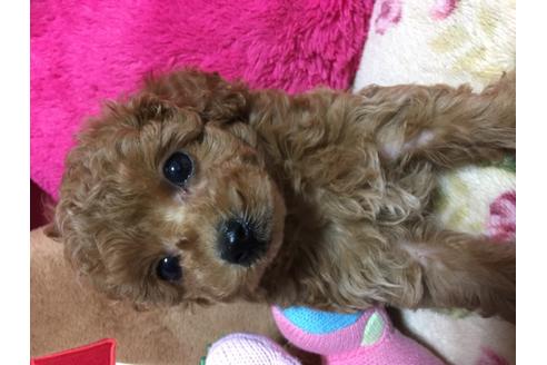 成約済の岡山県のティーカッププードル-110713の3枚目