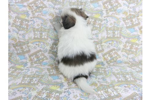 成約済の千葉県のパピヨン-111545の2枚目