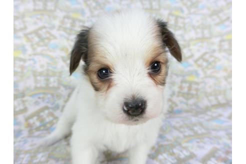 成約済の千葉県のパピヨン-111546の1枚目