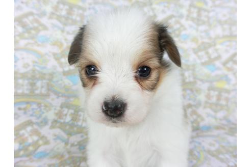 成約済の千葉県のパピヨン-111546の3枚目