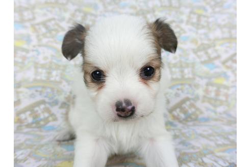 成約済の千葉県のパピヨン-111553の4枚目