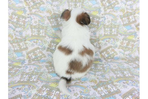 成約済の千葉県のパピヨン-111553の2枚目