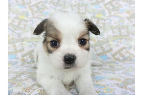 成約済の千葉県のパピヨン-111558の4枚目