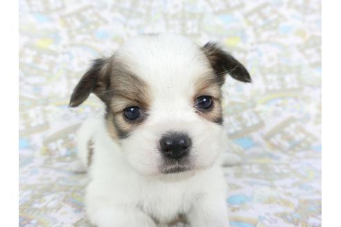 成約済の千葉県のパピヨン-111558の3枚目