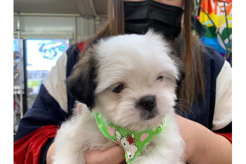 成約済の岐阜県のミックス犬-106270