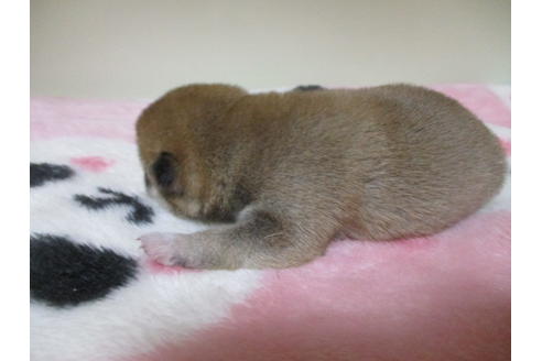 成約済の岡山県の柴犬-111587の5枚目