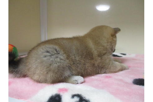 成約済の岡山県の柴犬-111587の4枚目