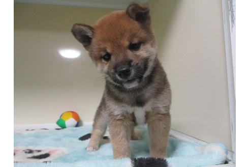 成約済の岡山県の柴犬-111588